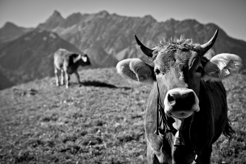 Kuh Bilder Schwarz Weiss. kuh schwarz wei poster online bestellen